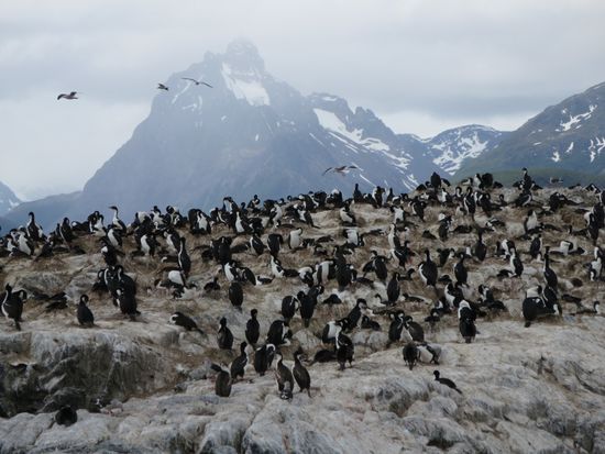 Nein, keine Pinguine - nur Kormorane.