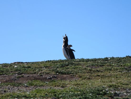 " Warnung an alle: TOURISTEN!!! "