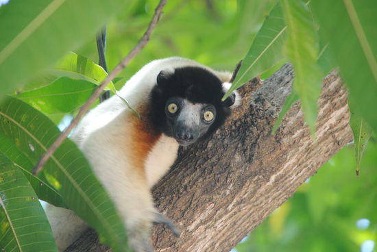 Sifaka - Lemur