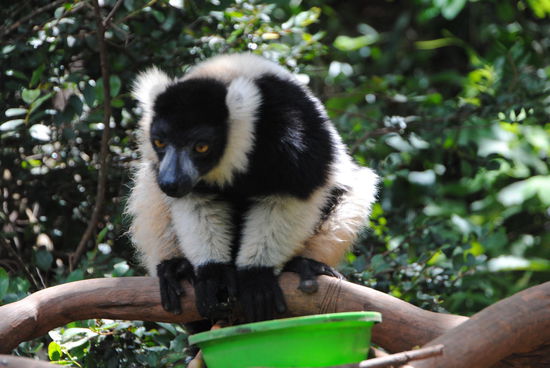 Indri, die größte Lemurenart
