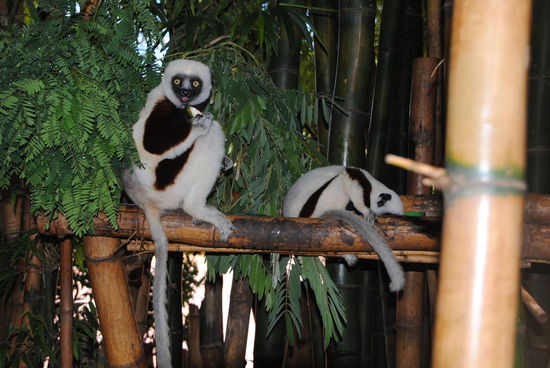 Sifakas