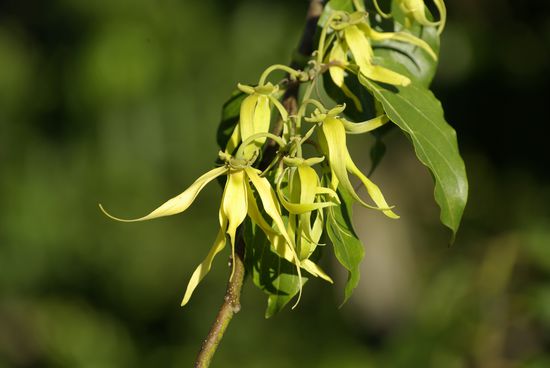 Ylang-Ylang, der Parfümbaum