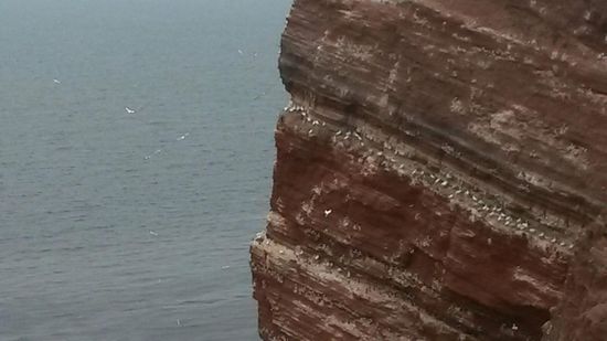 Die brütende Lummenkolonie auf der langen Anna.