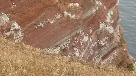 Hier nochmals die brütenden Vögel in den Felsnischen.