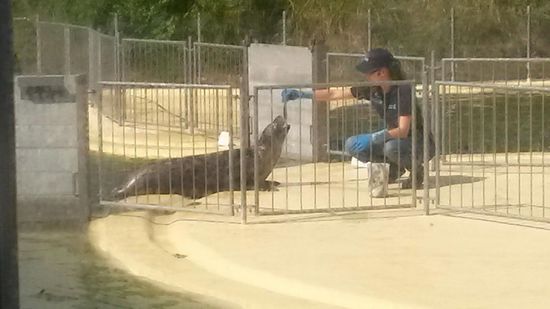 Das ist eines der älteren Seehunde die nicht ausgewildert werden,  bei der Fütterung.