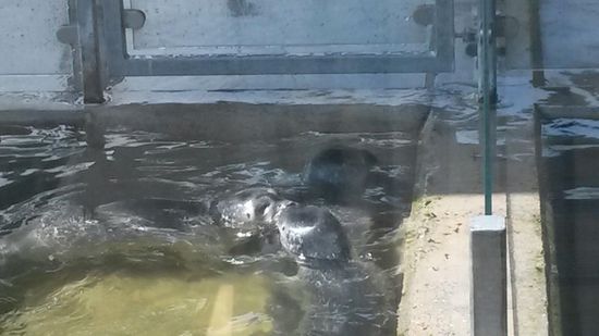 Zwei knutschende Seehunde.