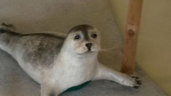 Seehund in einer fotogenen Pose.