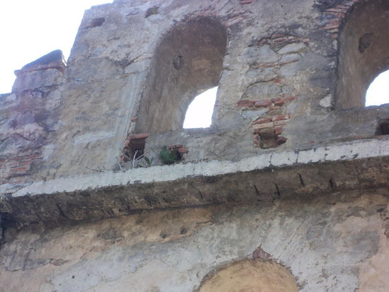 Vögel haben ihr Nest in den Ruinen gemacht