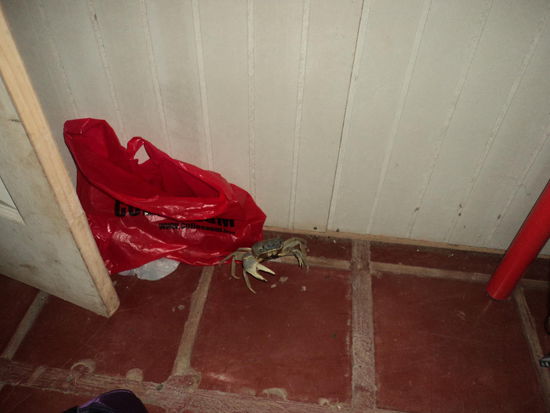 Ab und zu mal verirrt sich eine Krabbe in die Zimmer der Volontäre