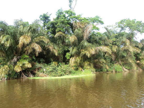 Fluss neber dem Rescue Center