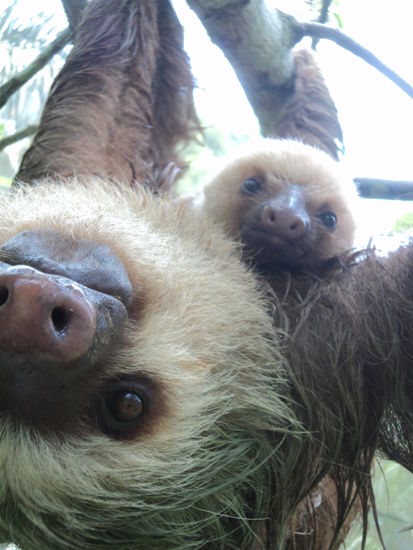 Eine Faultiermama mit ihrem Baby