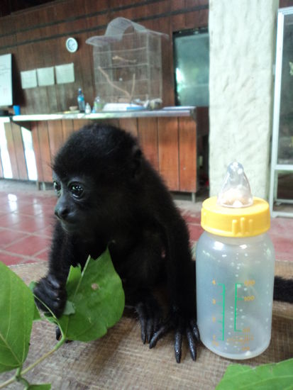 Copito der Baby Howler