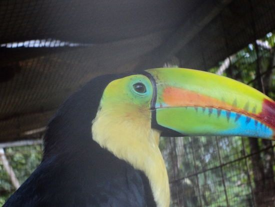 Tucan - ein sehr schöner Vogel. Allerdings muss man sich ein wenig vor diesem in Acht nehmen. Menschen gehören nicht zu seinen Lieblingslebewesen.