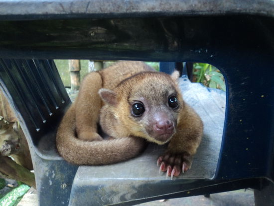 Kinkajou "Daniel" ist einer der beliebtesten Tiere im Rescue Center