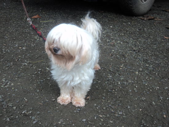 Der süße Hund "Kuni"