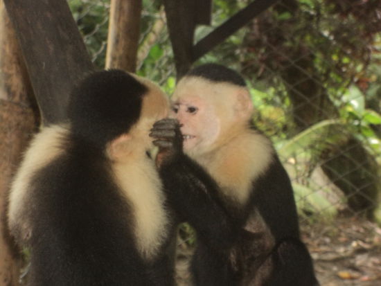 Die beiden Kapuziner-Äffchen "Simona" & "Wimm" sind die Stars der meisten Voluntäre gewesen.