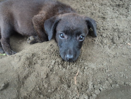 3 Labrador Welpen wurden am Eingang des Rescue Centers abgelegt. Eines Morgens hörte "Primo" ( ein Angestellter des Centers" ein leises Wimmern am Eingangstor. Die armen Hunde waren voller Würmer, total schwach und wollten kaum essen am Anfang. Nach wenigen Tagen jedoch wurden sie immer aktiver und aßen und spielten wieder.