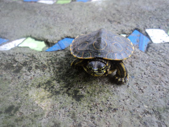 Eine kleine Süßwasser Schildkröte