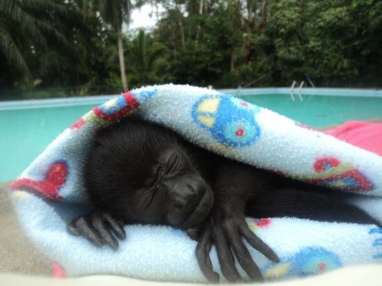 Baby Howler Copito musste fast 24 Stunden am Tag betreut werden.  Er kam mit 3 Wochen ins Center. Seine Mutter wurde getötet.