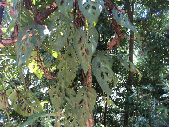 Auf dem Weg zum Wasserfall gab es einige dieser seltsamen Blätter