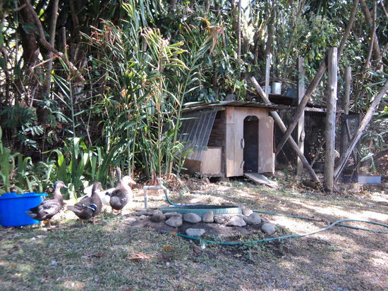 Enten auf dem Campusgelände