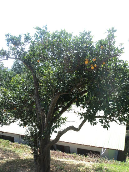 Man durfte sich auch am Orangenbaum auf dem campus bedienen