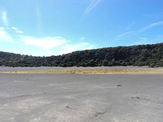 Bäume auf dem Vulkan