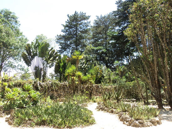 verschiedene Arten von Kakteen