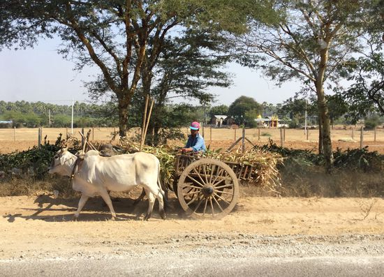 traditionelles Transportmittel