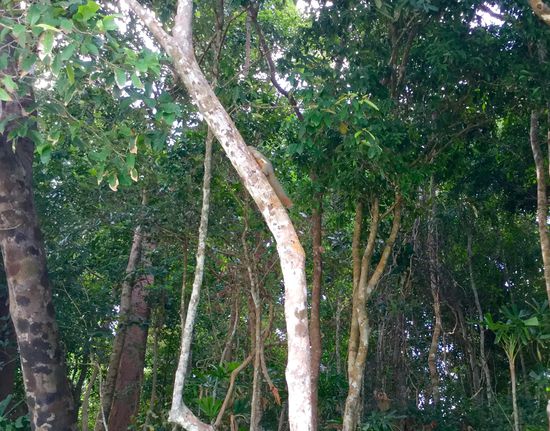 malaysisches Eichhörnchen