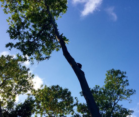 Flughund auf dem Weg nach oben um dann wieder abzuspringen und wie ein fliegender Topflappen über die Bäume zu segeln
