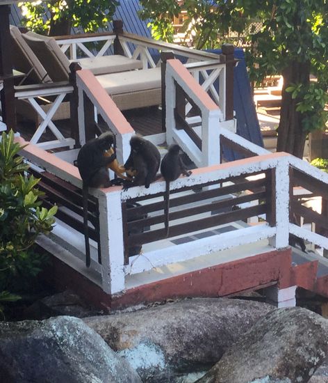 Wenn wir auf unserem Balkon sitzen können wir zahlreiche Tiere beobachten - wie Discovery Channel, bloß live