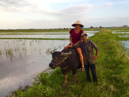 Auf dem Wasserbüffel in den Sonnenuntergang 