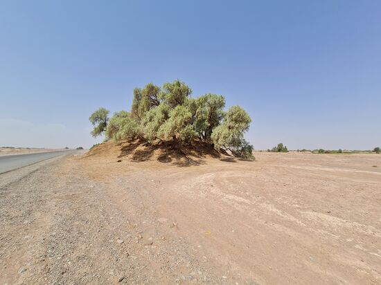 Tamarix, ein immergrünes Gehölz, daß erst das Leben in der Lut ermöglicht. Baut sich eigene Hügel zum Schutz der Wurzeln