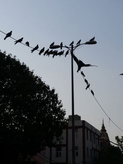 Die bussarde warten schon