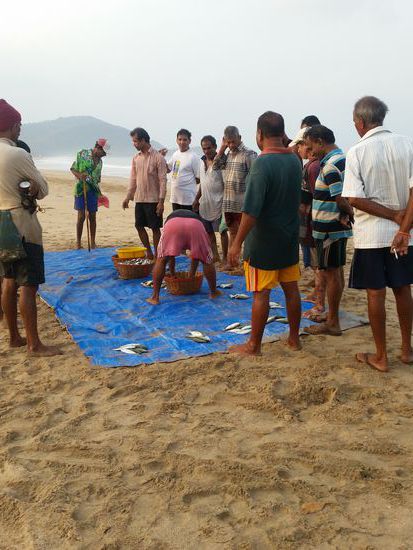 Zu gleichen Teilen,für jeden,der am einholen des fanges beteiligt war