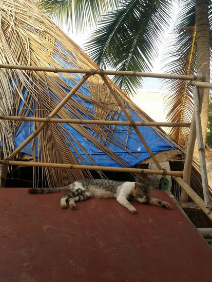 Der hat ooch keen bock uff janüscht...