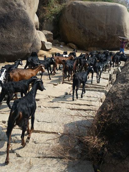 Ein Mann,der auf ziegen starrt