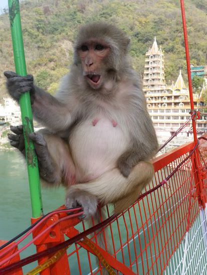 Rishikesh Begrüßungskommando,hintergründig tempel der 10 etagen