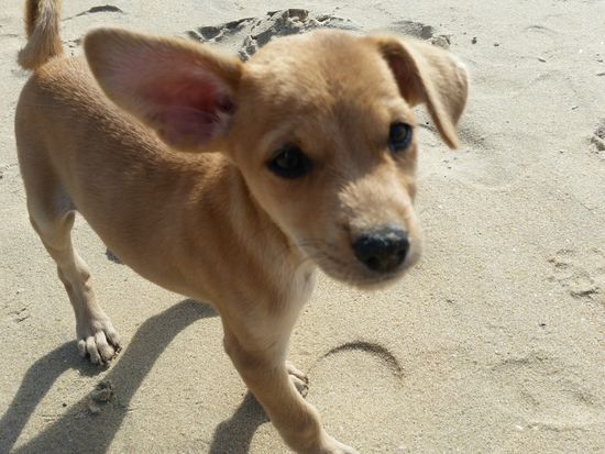 Snappy. Können diese Ohren lügen?