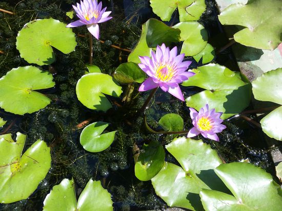 Blumen für die Leser