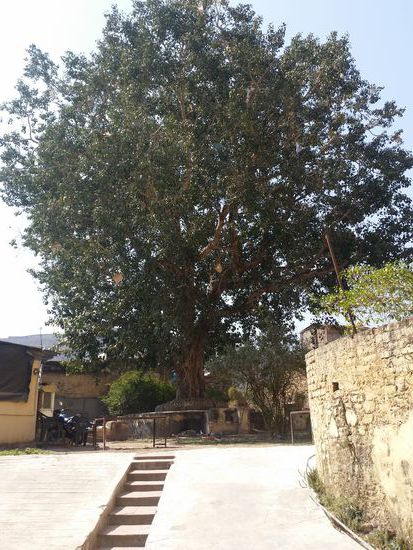 Innenhof des Elephant Stable Guesthouses