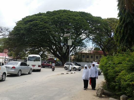 Großer Baum mit Damen