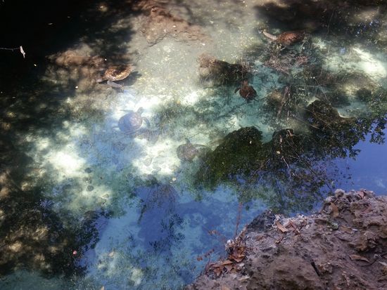 Das kleine Becken mit unterschiedlich großen Schildkröten