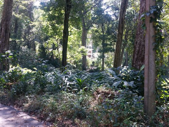 Urwald mit Kardamonfeld