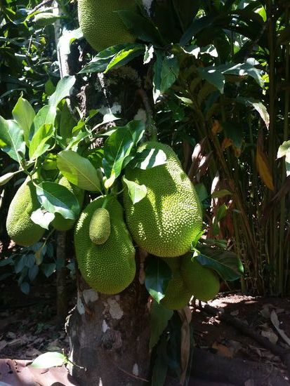 Jackfruitbaum