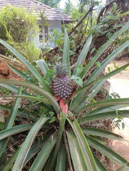Mag einer Ananas?