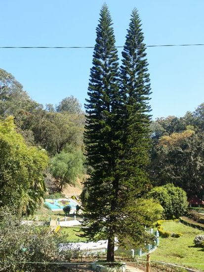 Twin Douglasie und im Hintergrund Weltkarte aus Pflanzen