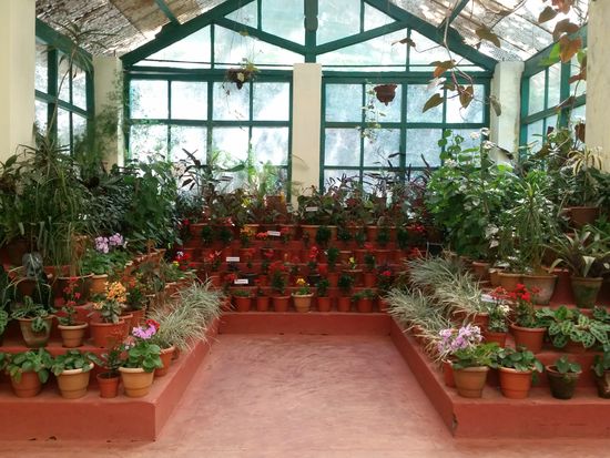 Liebevoll gestaltetes Gewächshaus