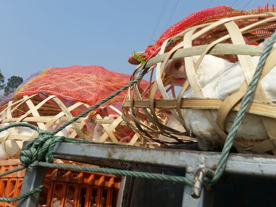 Die armen Viecher müssen auf dem Dach mitfahren